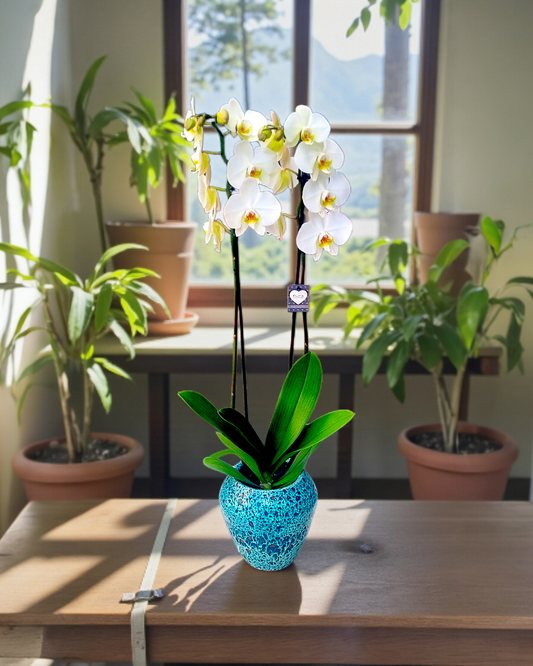 Azure Elegance Orchid Seramikte Zarafet Orkidesi