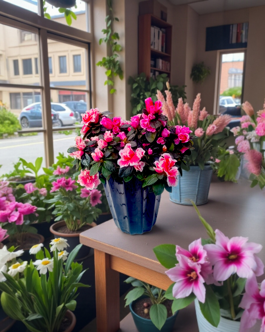 Blossom Symphony Seramik Saksıda Açelya Senfonisi