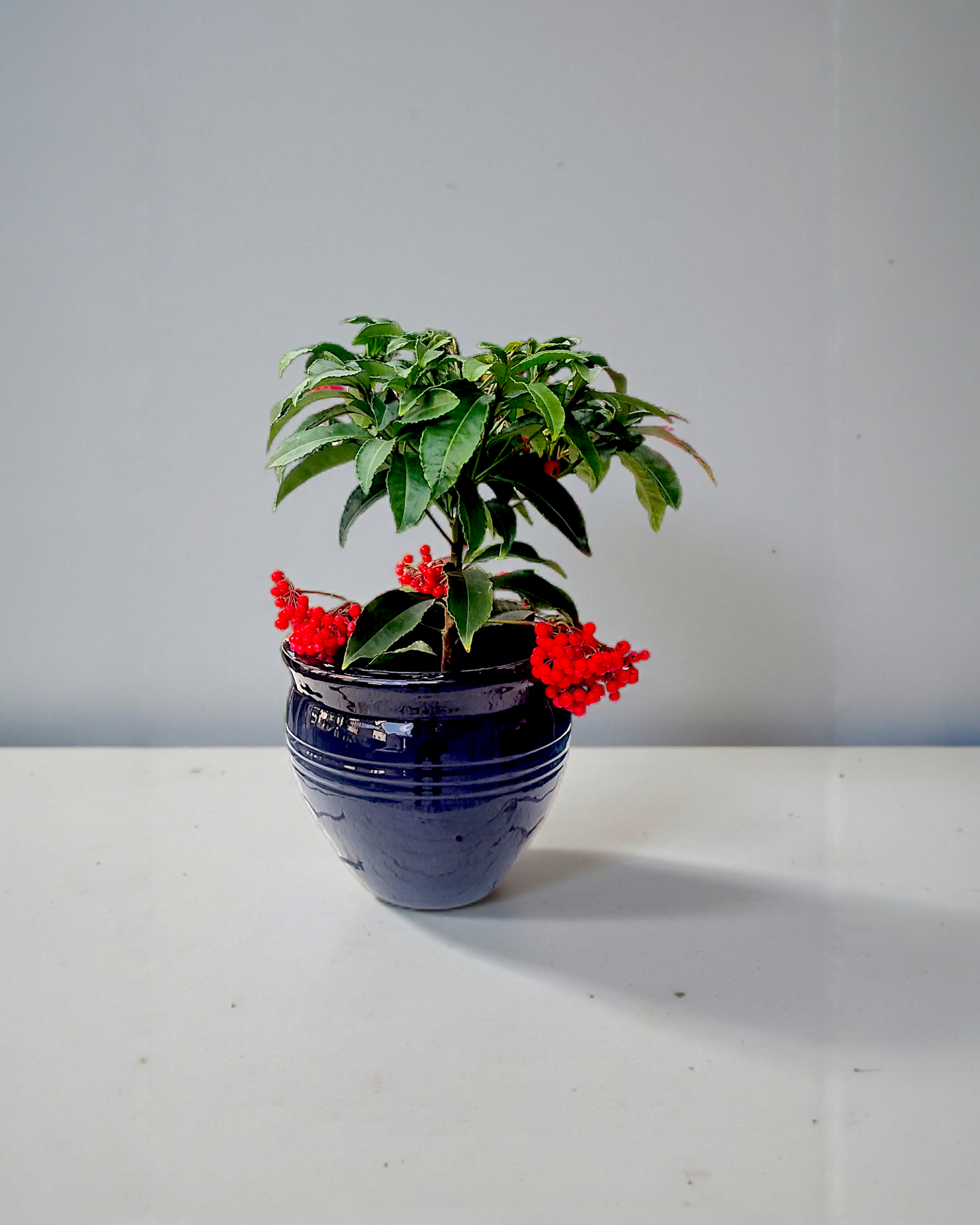 Ardisia Crenata Bitkisi