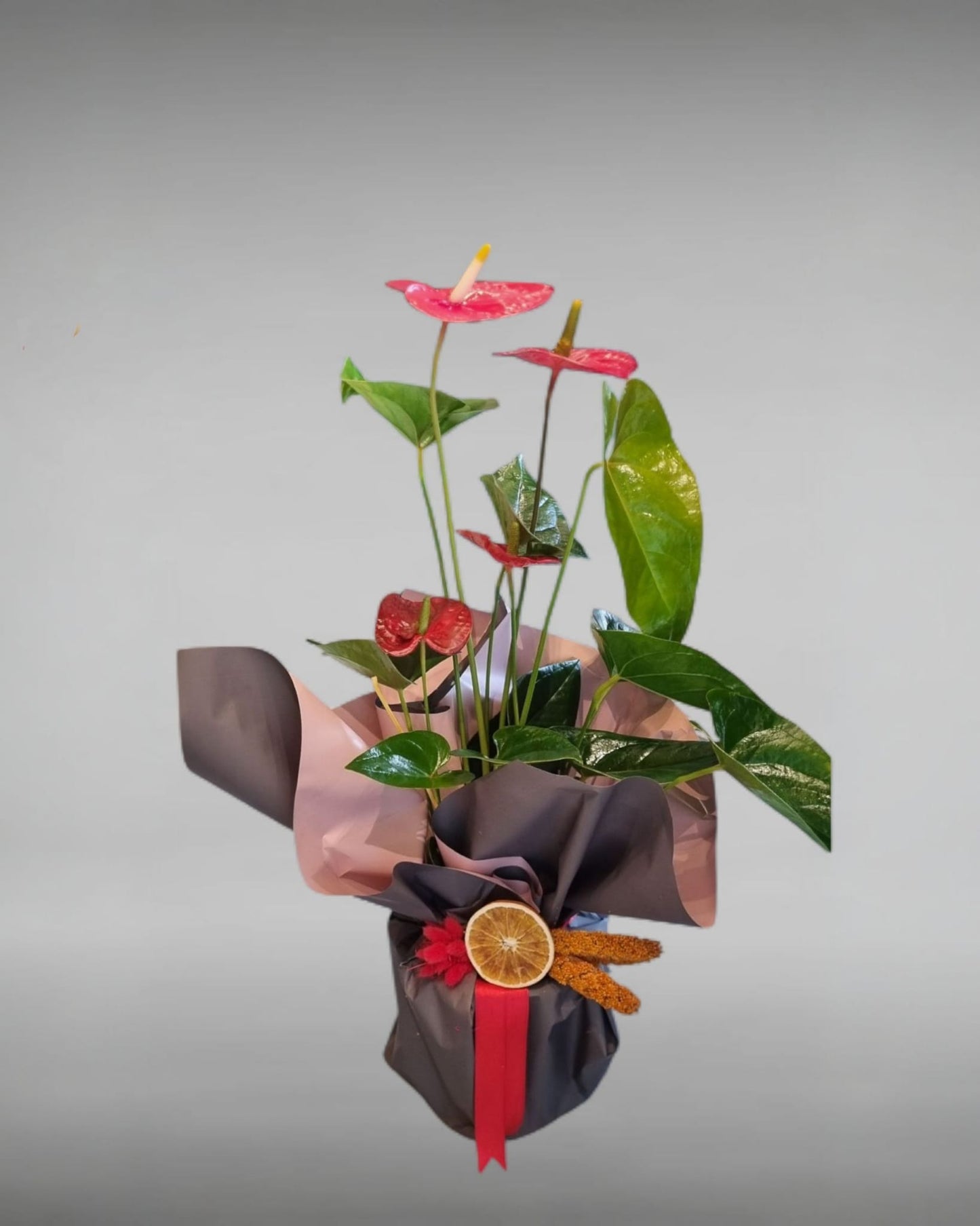 Anthurium Saks? Çiçe?i zarif hediye – Ankara çiçekçi ayn? gün teslim