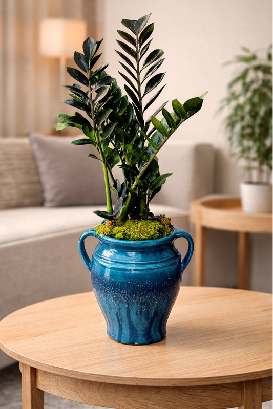 Kulplu Küp Saksıda Zamia Bitkisi