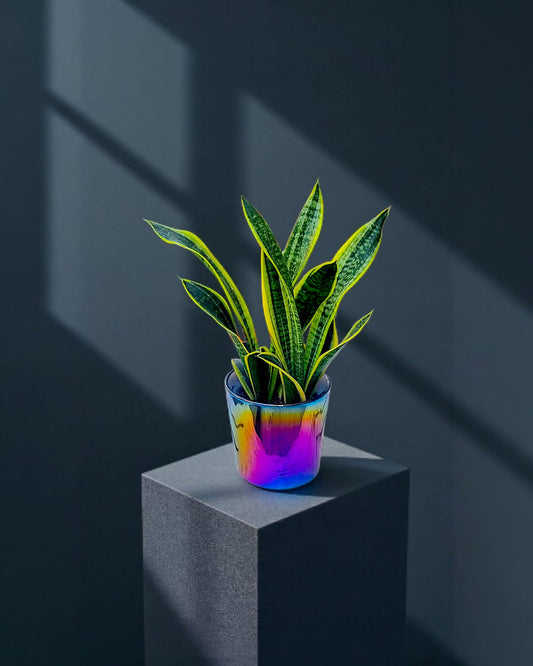 Aurora Blade Işık Kılıcı Sansevieria Bitkisi