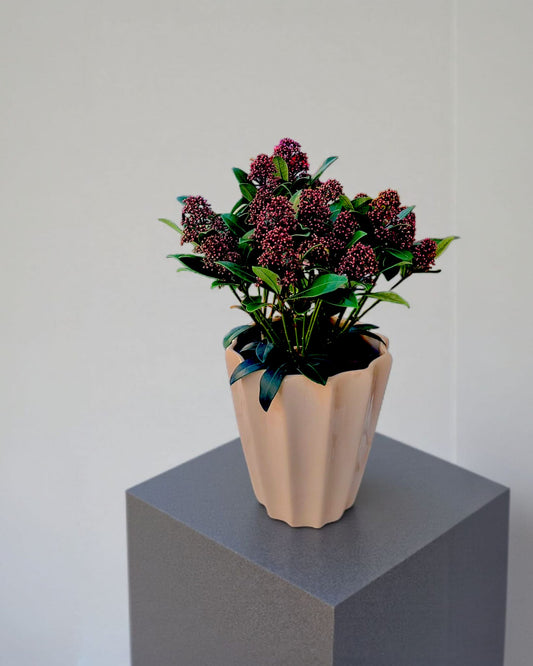 Crimson Zen Japonica Bitkisi