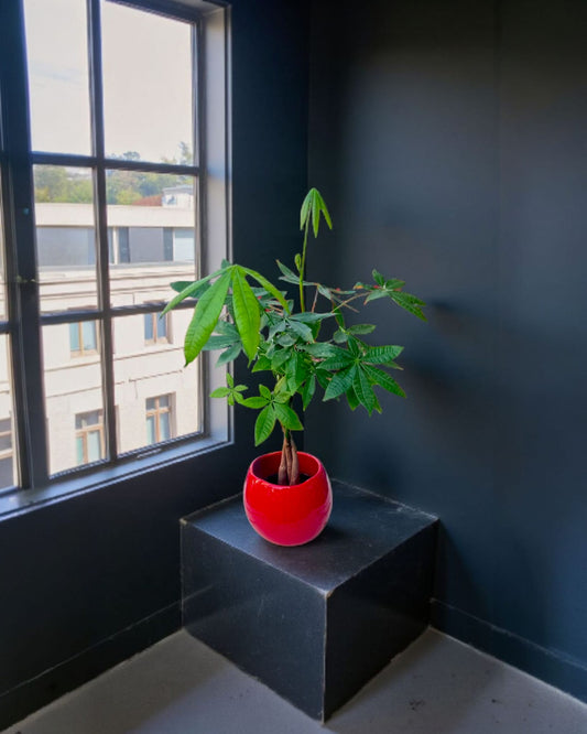 Emerald Fortune Para Ağacı (Pachira Aquatica)