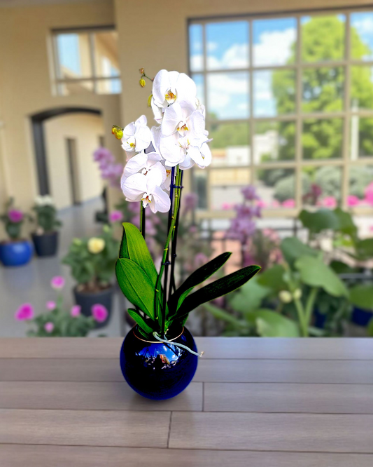 White Serenity Çift Dallı Beyaz Orkide