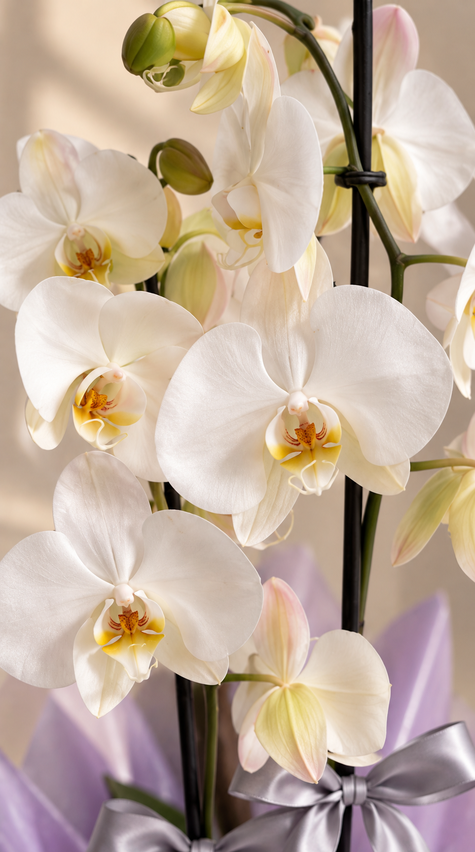 Ivory Lilac Elegance Çift Dallı Beyaz Orkide