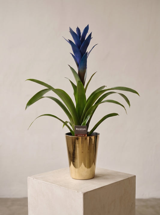 Royal Sapphire Guzmania Gold Cam Vazoda Mavi Guzmanya