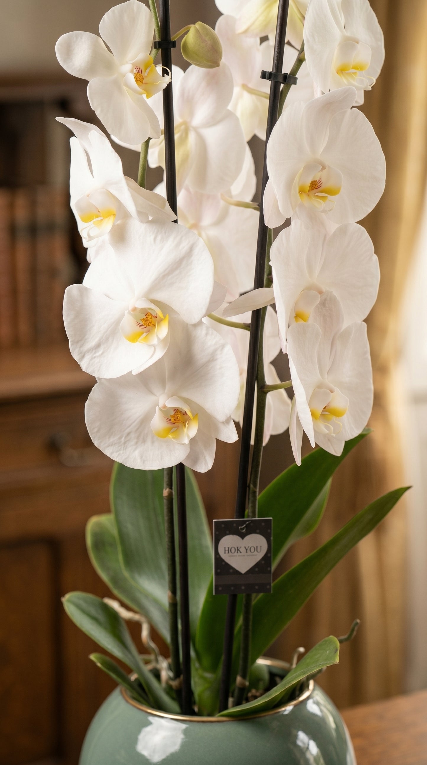 Pure Elegance Orchid Modern Cam Vazoda Çift Dallı Beyaz Orkide Zarafeti