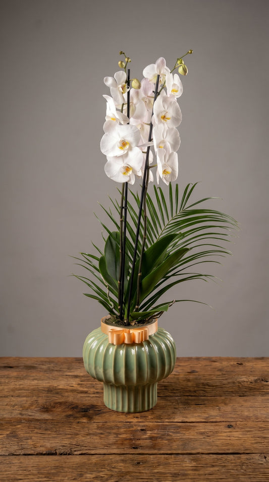 Emerald Elegance Orchid  Seramikte Çift Dallı Beyaz Orkide Zarafeti