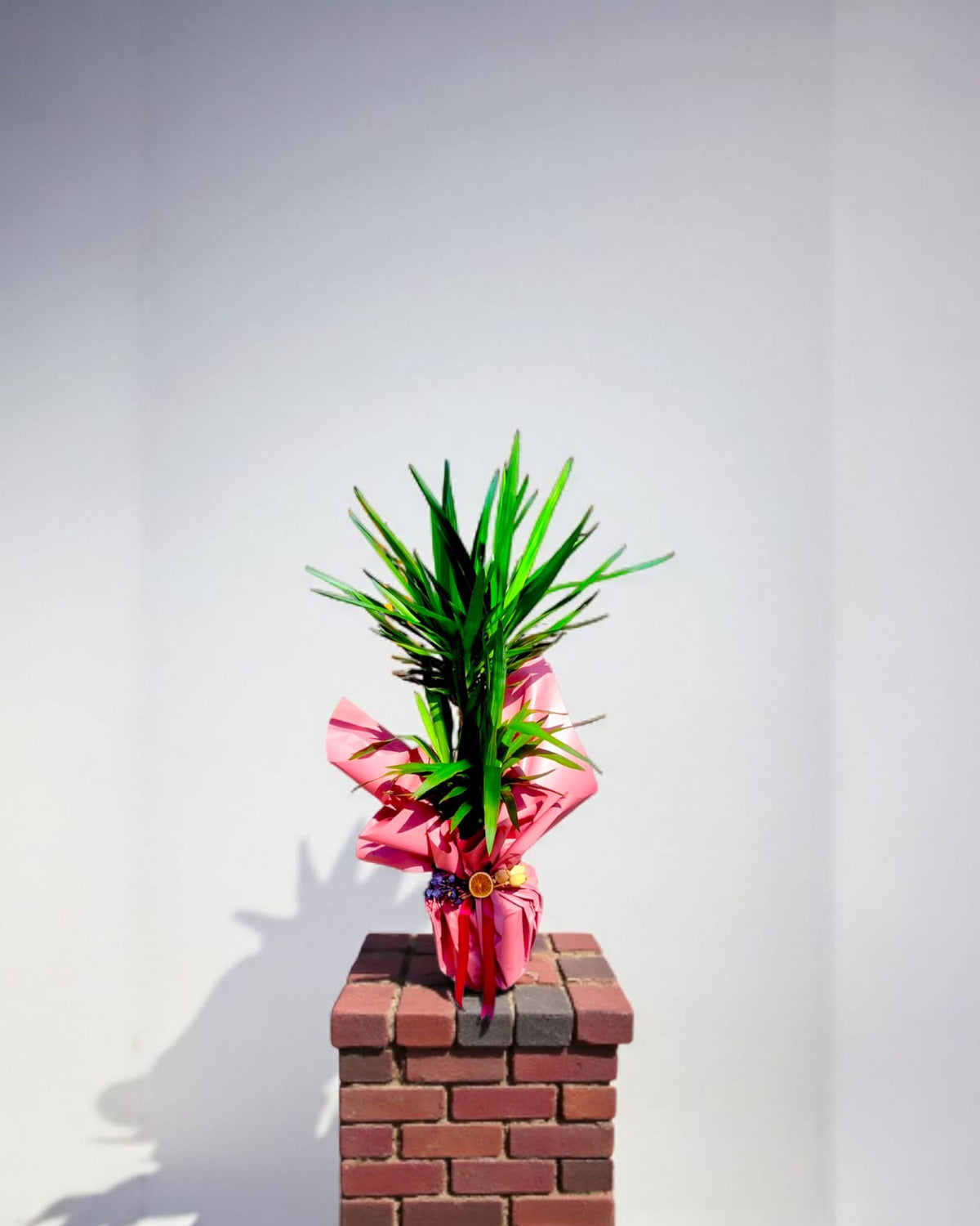 Tropical Rise İkili Yucca Çiçeği