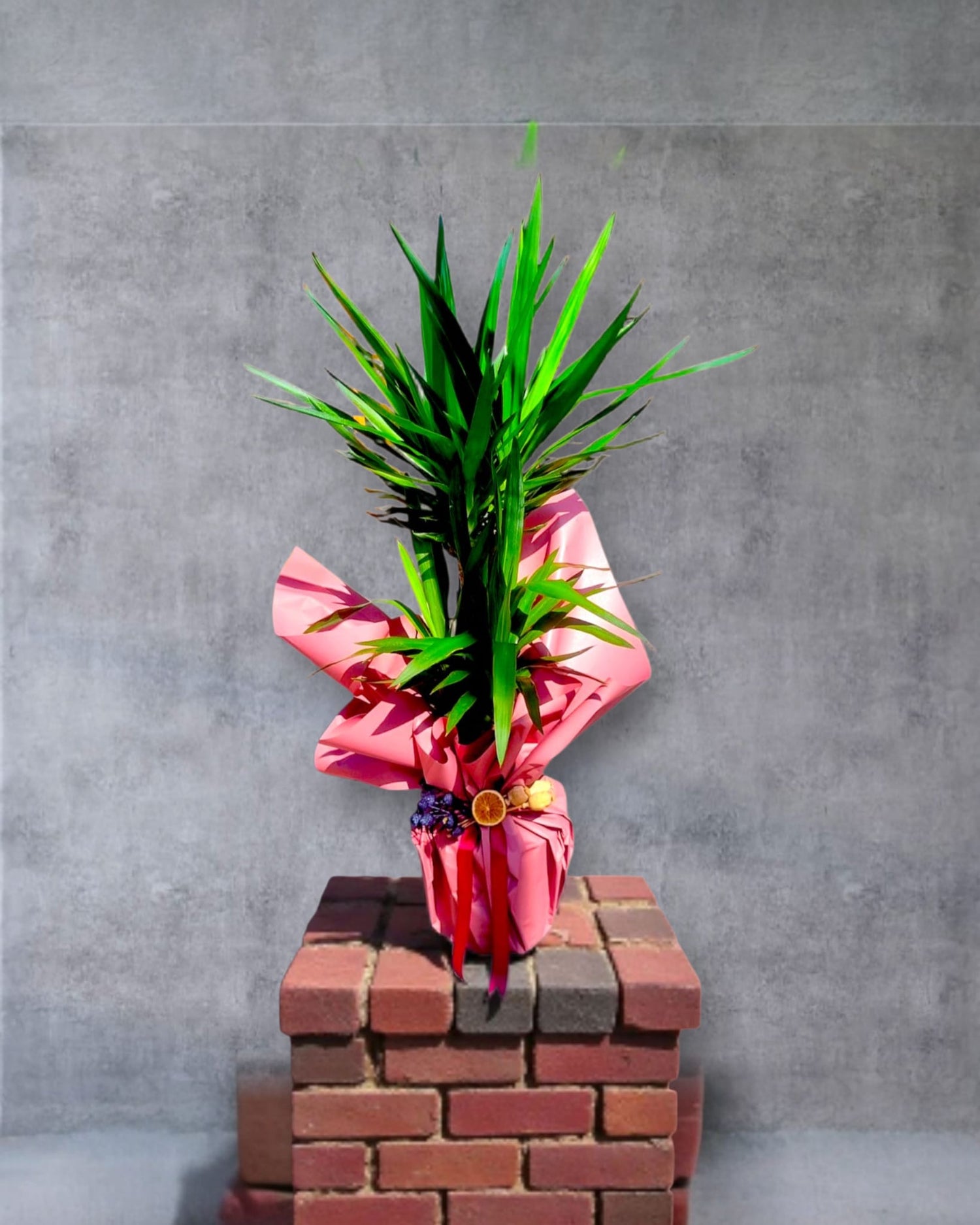 Tropical Rise İkili Yucca Çiçeği