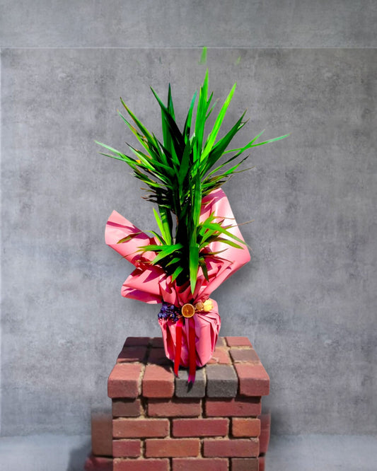 Tropical Rise İkili Yucca Çiçeği