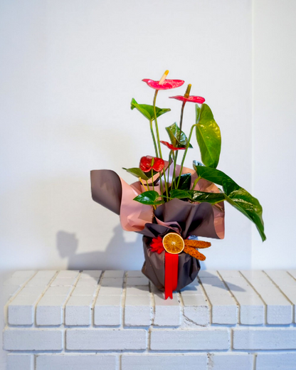 Anthurium Saksı Çiçeği - Çiçeklendir