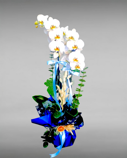 Blue Serenity Beyaz Orkide - Çiçeklendir