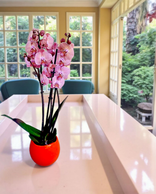 Elegant Pink Orchid