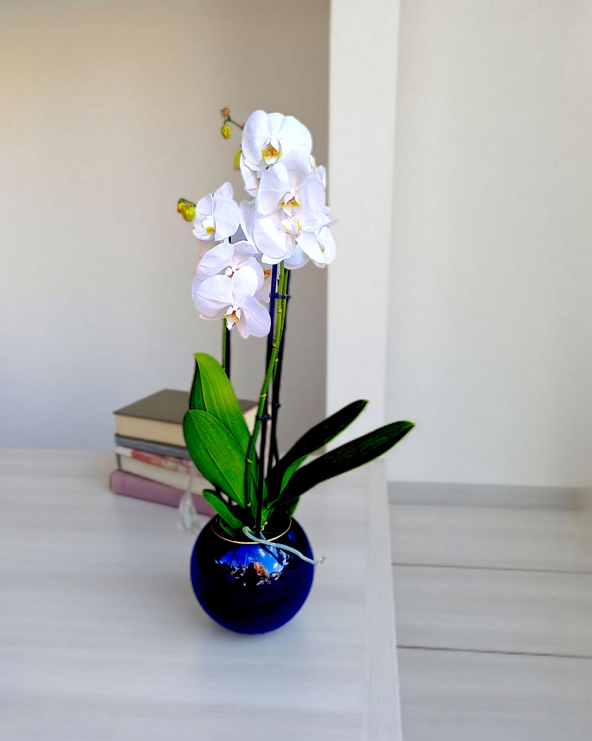 White Serenity Çift Dallı Beyaz Orkide