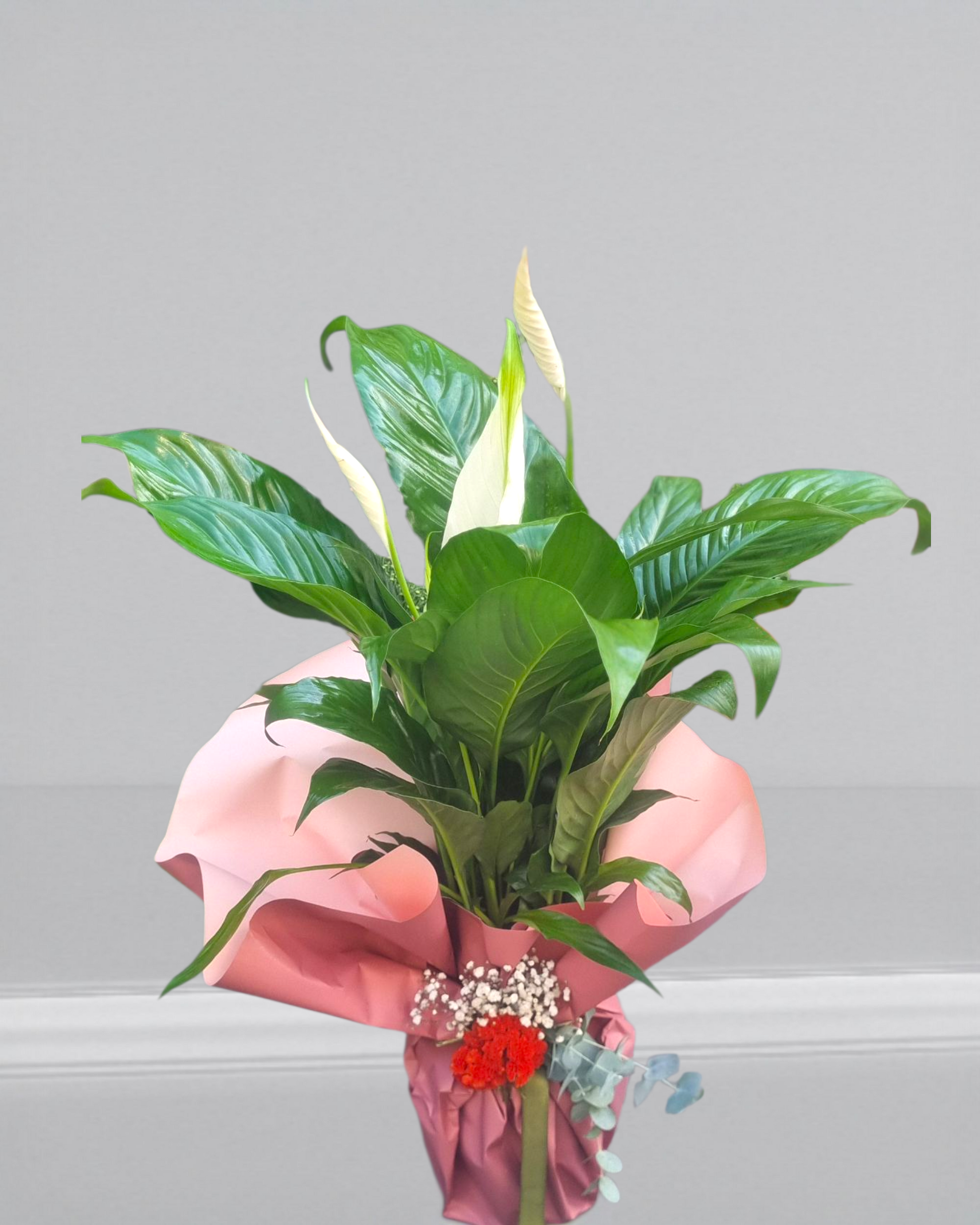 Spathiphyllum Barış Çiçeği - Çiçeklendir