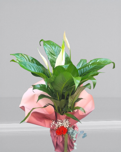 Spathiphyllum Barış Çiçeği - Çiçeklendir