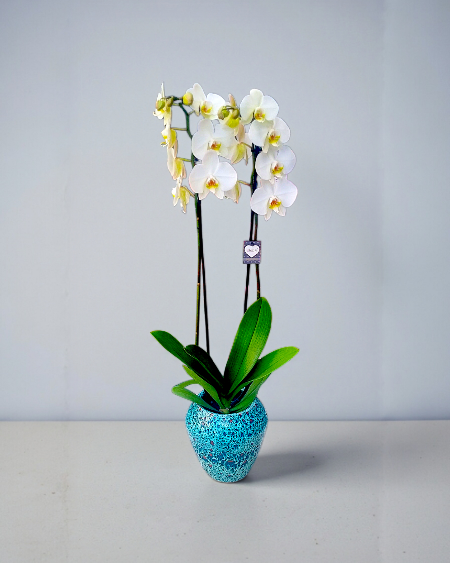 Azure Elegance Orchid Seramikte Zarafet Orkidesi - Çiçeklendir