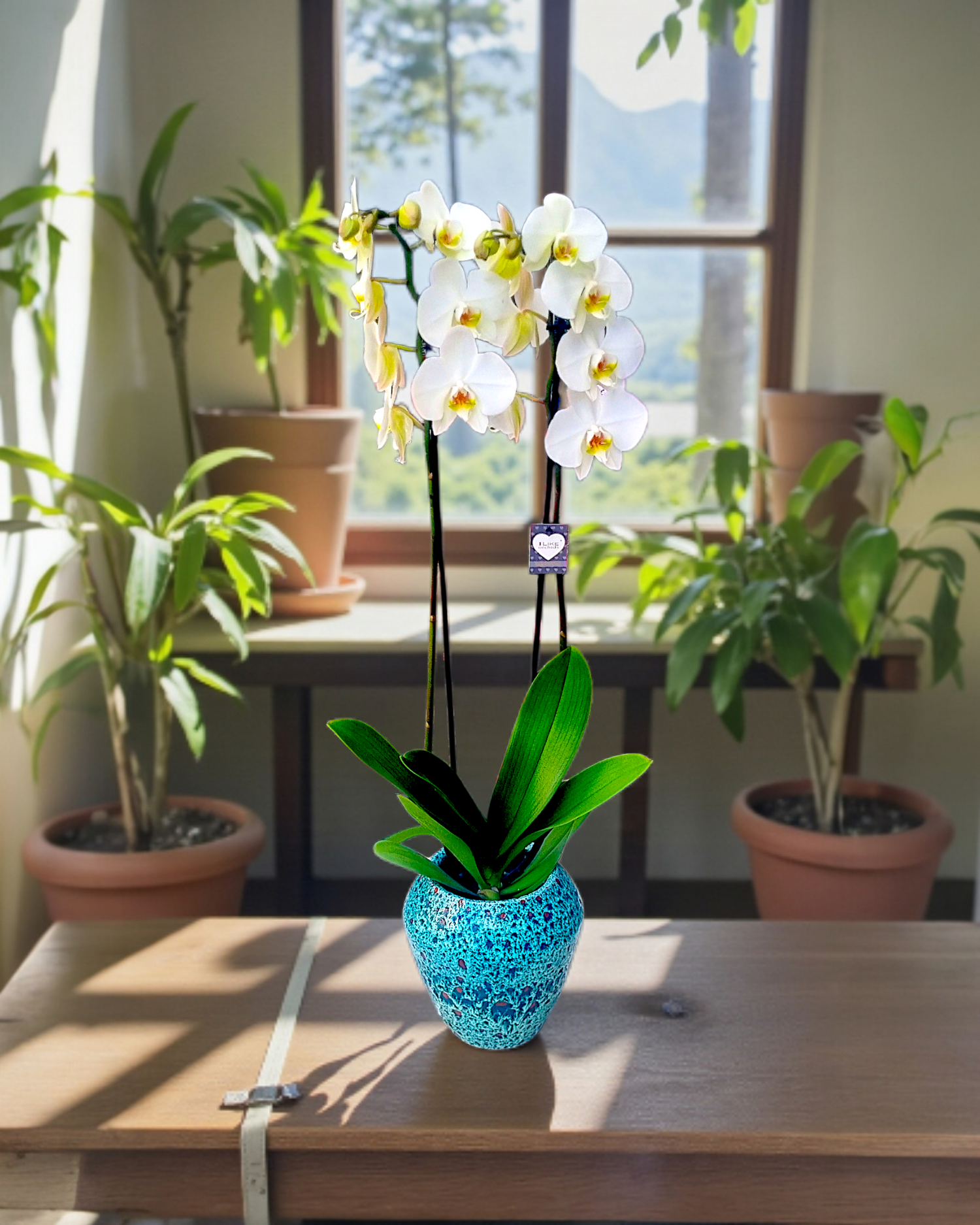 Azure Elegance Orchid Seramikte Zarafet Orkidesi - Çiçeklendir