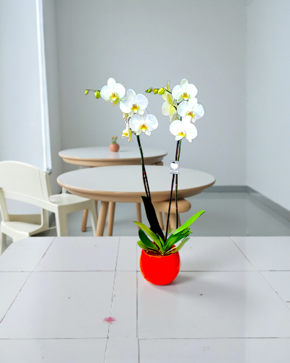 Orange Glow Orchid – Turuncu Işıltı Çift Dallı Orkide