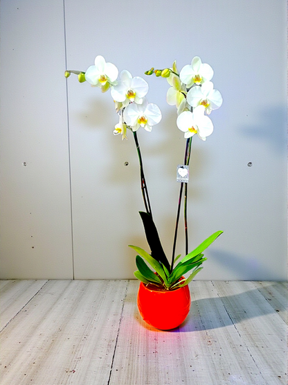 Orange Glow Orchid – Turuncu Işıltı Çift Dallı Orkide