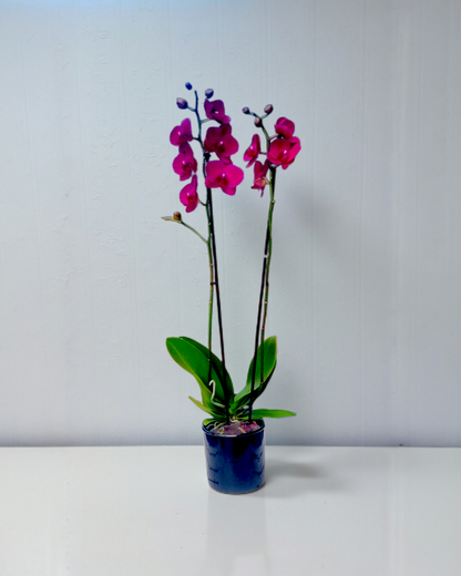 Amethyst Bloom Orchid  Ametist Işıltısı Çift Dallı Fuşya Orkide