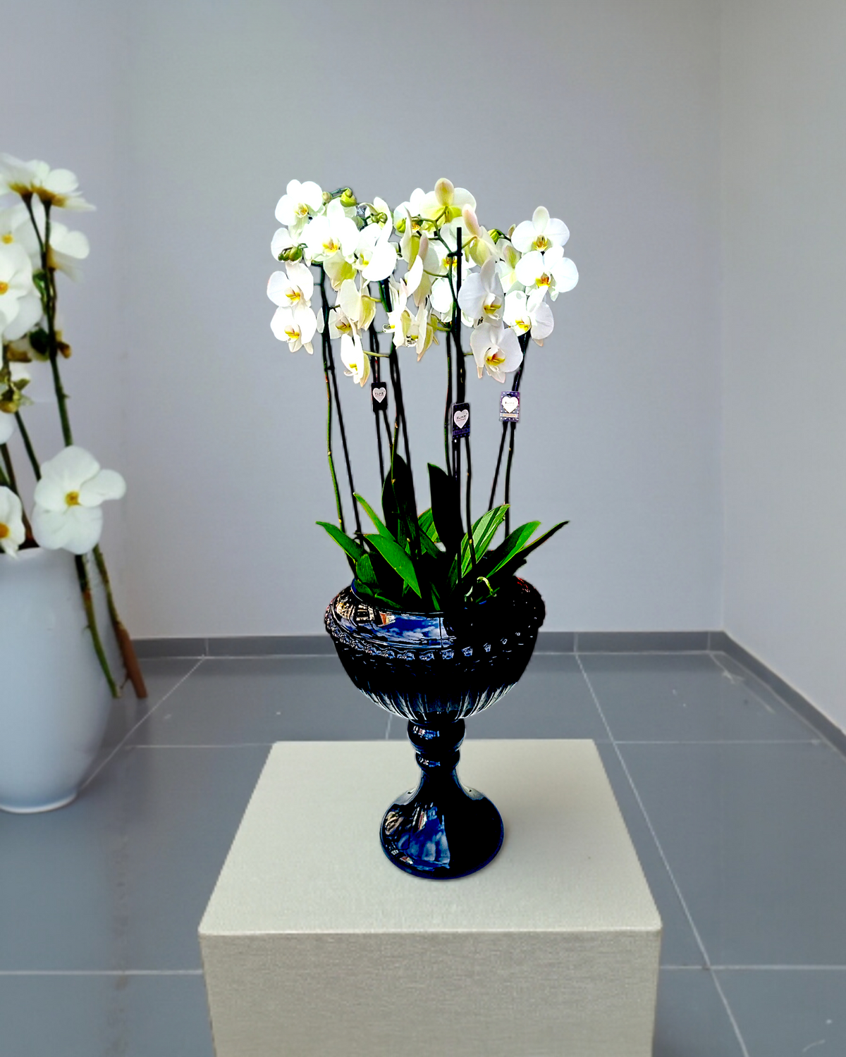 Elegant Noir Orchid Siyah Lüks Vazoda Zarif Orkide