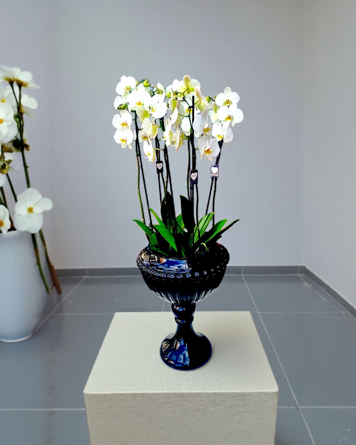 Elegant Noir Orchid Siyah Lüks Vazoda Zarif Orkide - Çiçeklendir