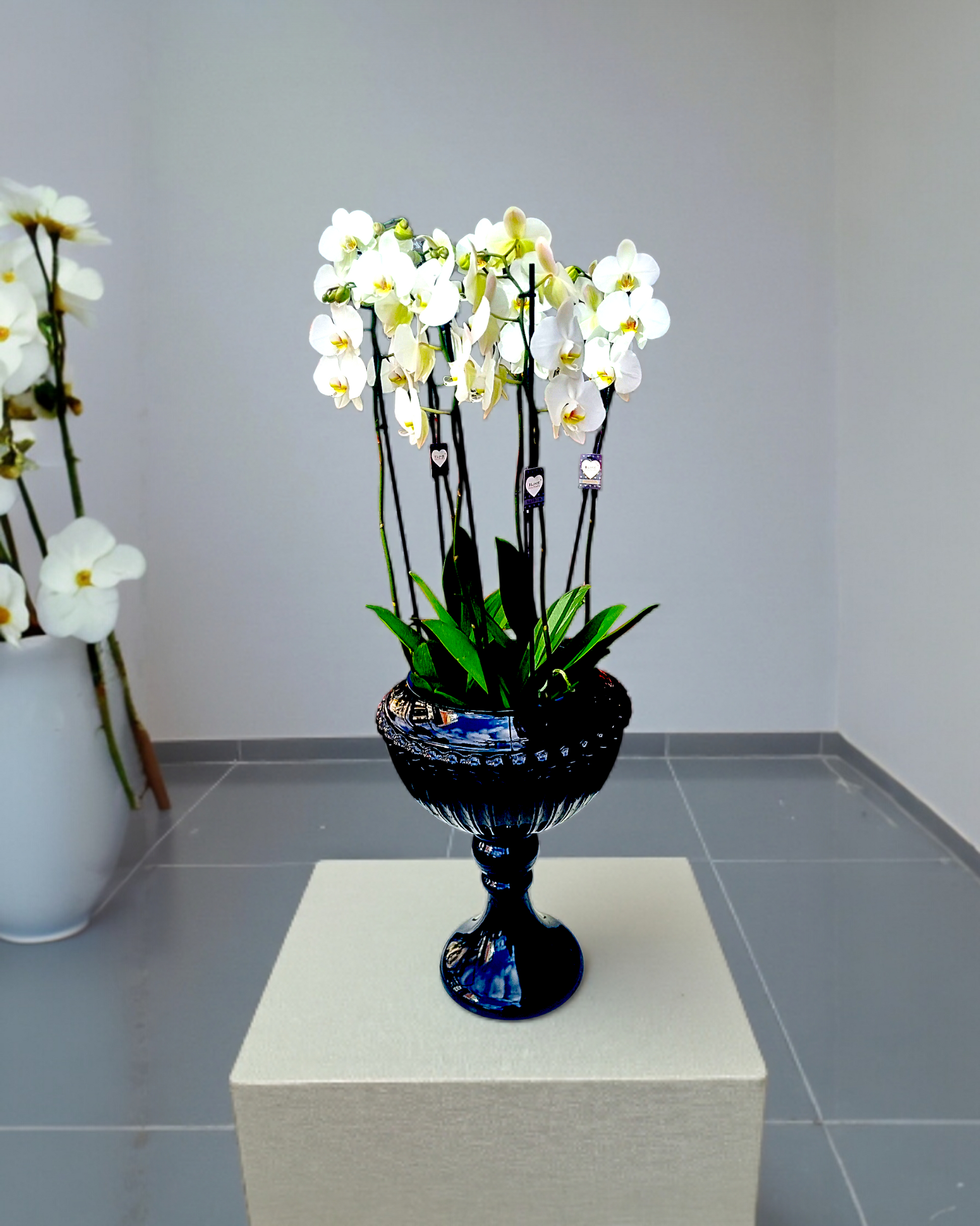 Elegant Noir Orchid Siyah Lüks Vazoda Zarif Orkide - Çiçeklendir