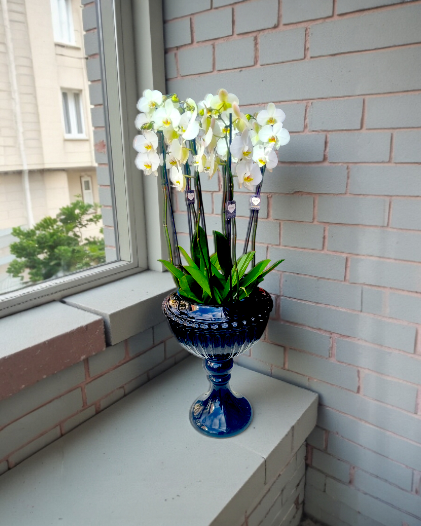 Elegant Noir Orchid  Siyah Vazoda 6 Dal Zarif Orkide - Çiçeklendir