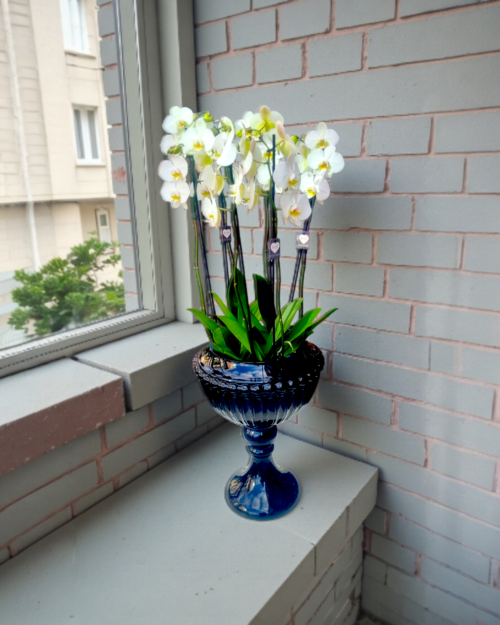Elegant Noir Orchid  Siyah Vazoda 6 Dal Zarif Orkide - Çiçeklendir