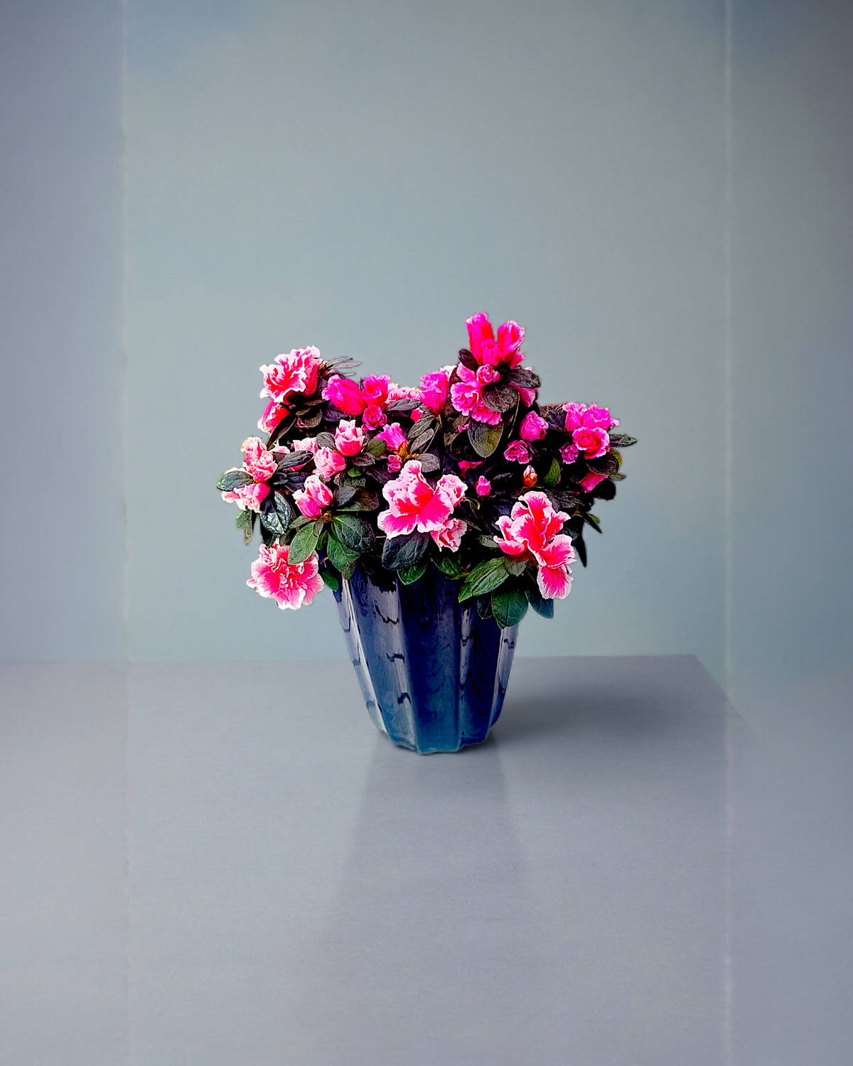 Blossom Symphony  Seramik Saksıda Açelya Senfonisi