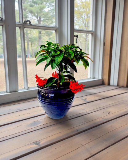 Ardisia Crenata Bitkisi