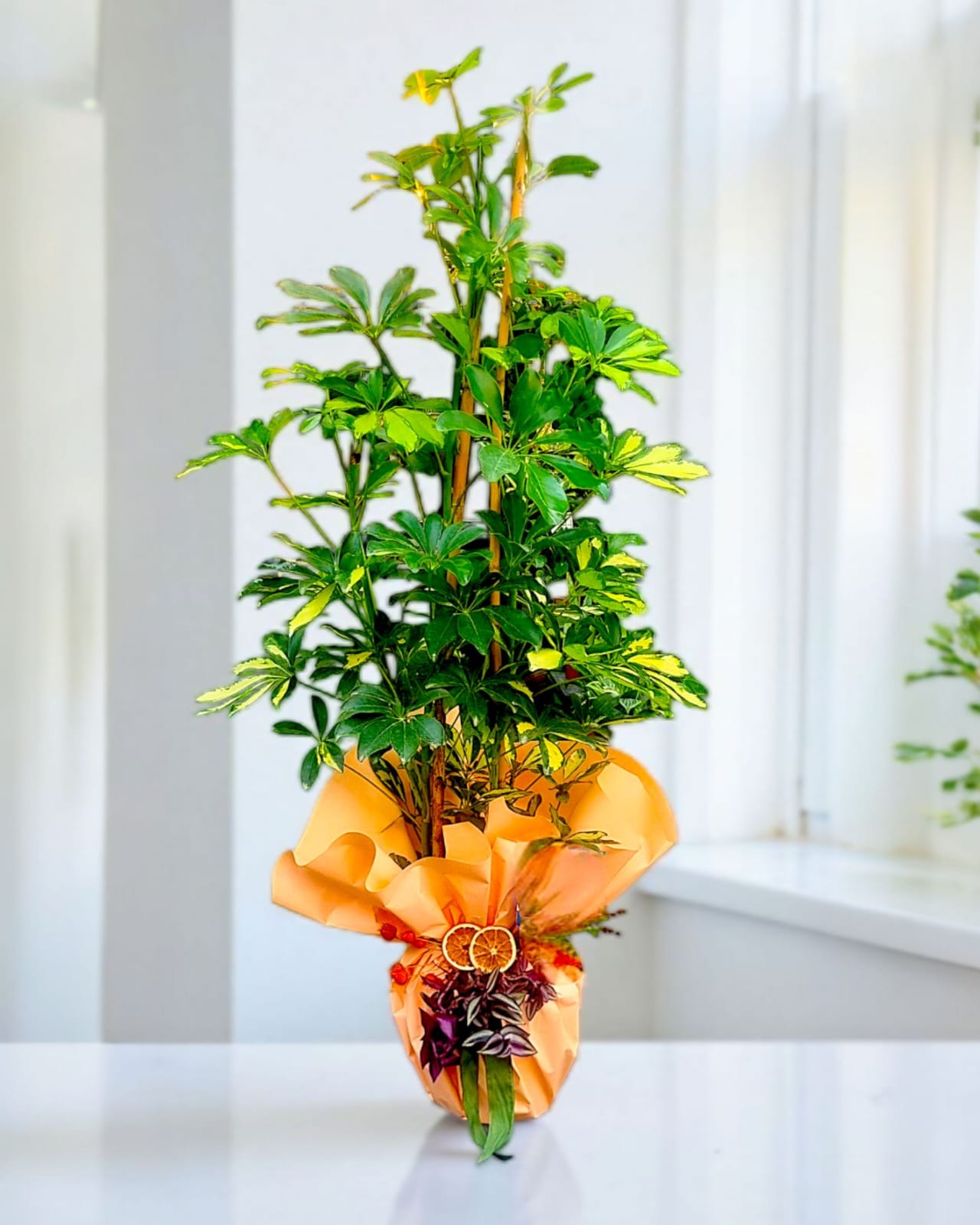 Emerald Life İkili Schefflera Bitkisi - Çiçeklendir