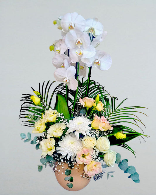 Orchid Grace