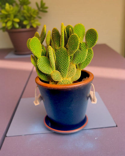 Golden Bunny – Tavşan Kulağı Kaktüsü (Opuntia Microdasys) - Çiçeklendir