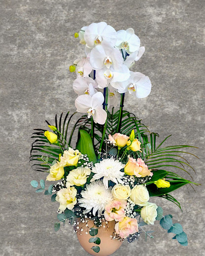 Orchid Grace - Çiçeklendir