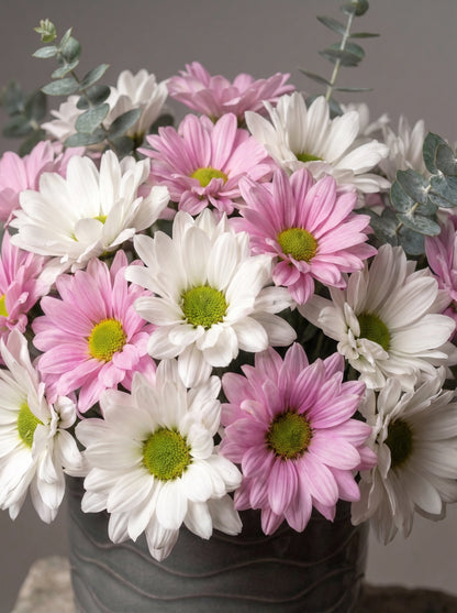 Rosy Daisy Charm  Papatya Vazolu Aranjman