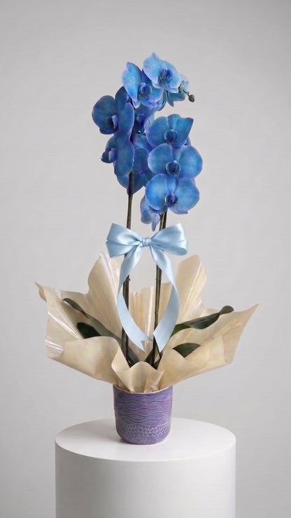Azure Lavender Elegance  Çift Dallı Mavi Orkide