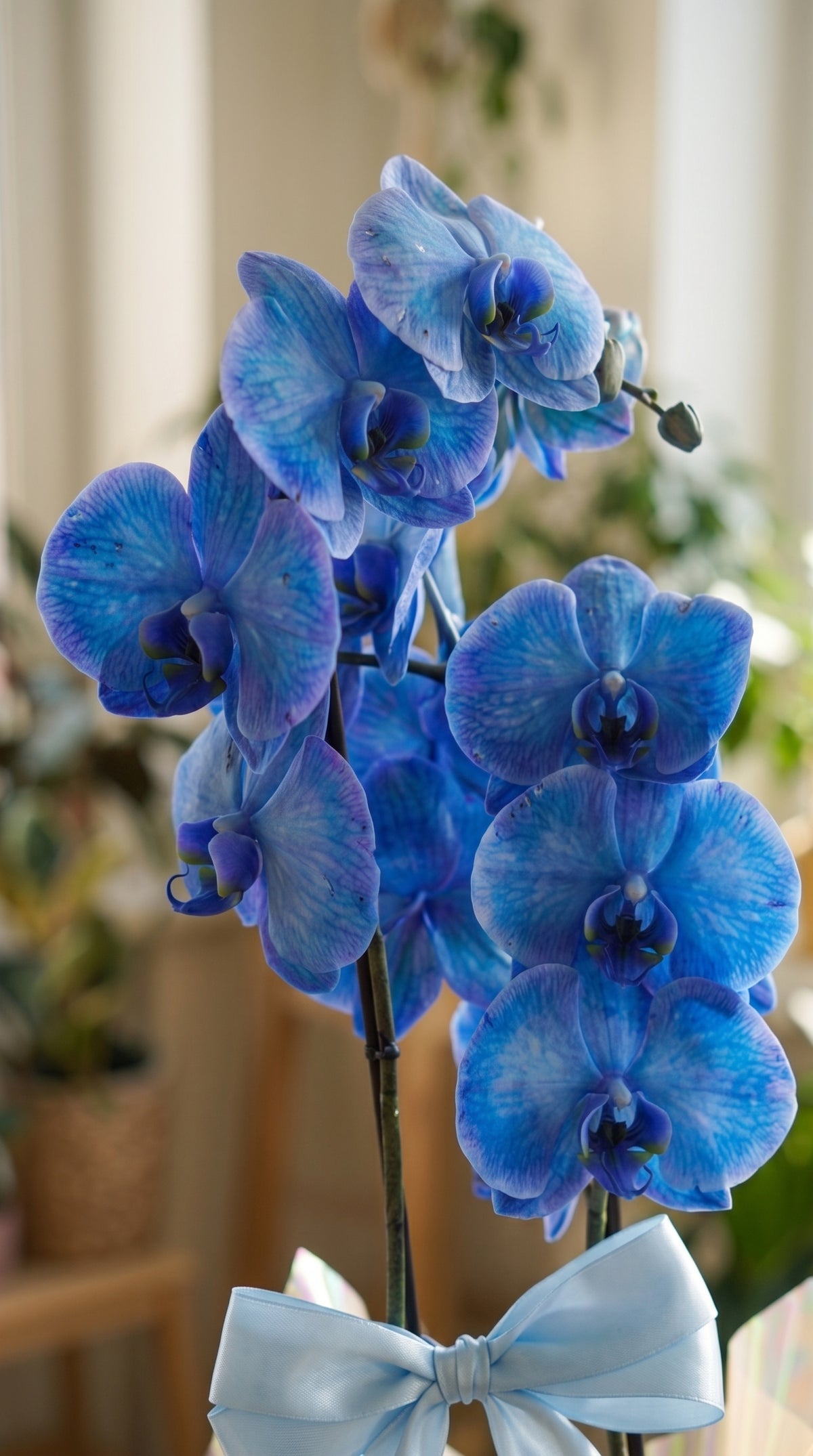 Azure Lavender Elegance  Çift Dallı Mavi Orkide