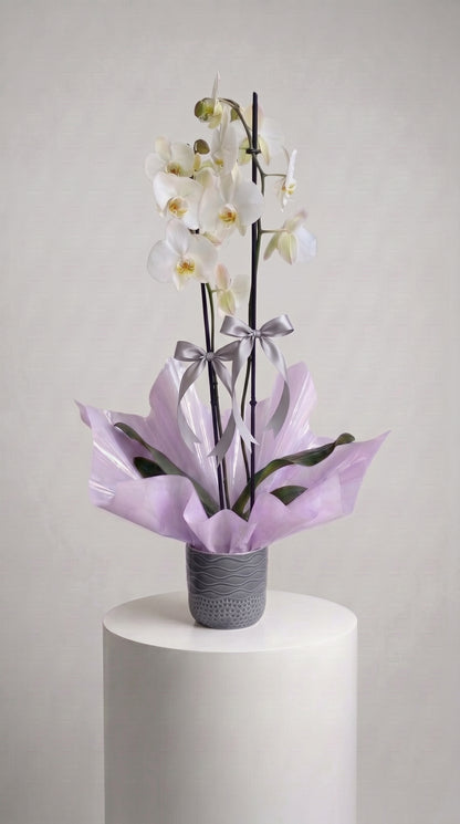 Ivory Lilac Elegance Çift Dallı Beyaz Orkide