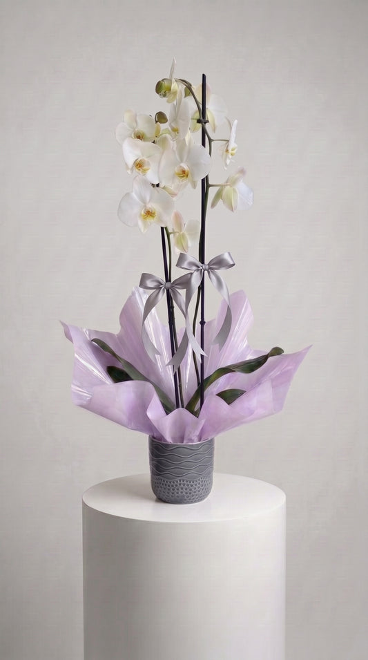 Ivory Lilac Elegance Çift Dallı Beyaz Orkide