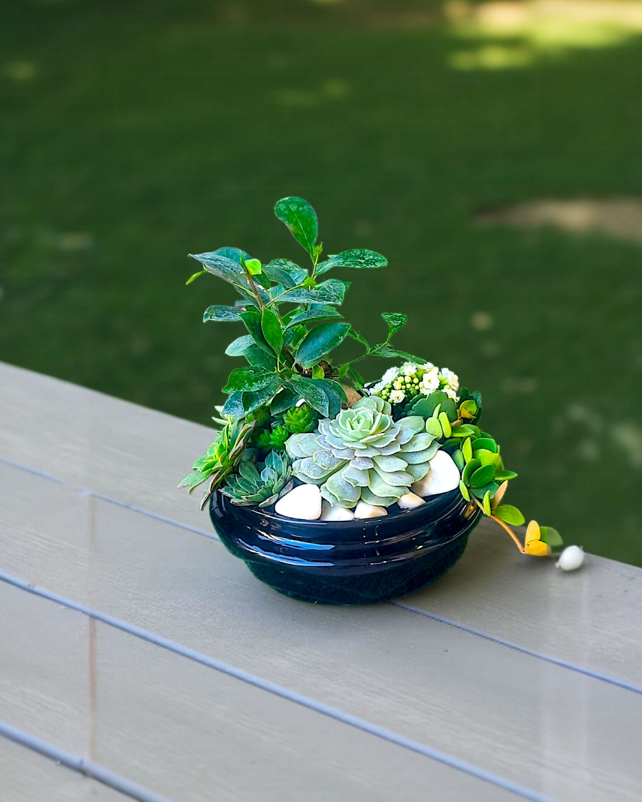 Verdant Serenity Sukulent Aranjmanı - Çiçeklendir