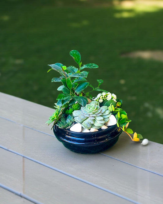 Verdant Serenity Sukulent Aranjmanı