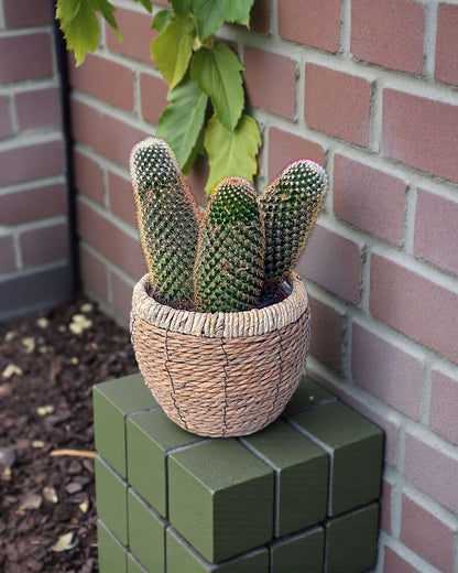 Desert Spirit Kaktüsü - Çiçeklendir