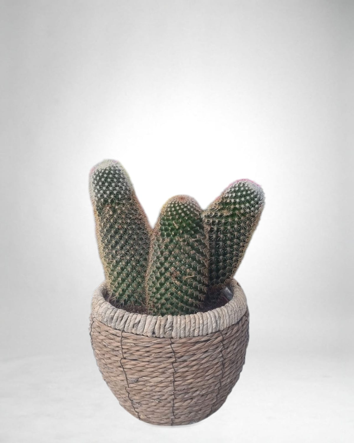 Desert Spirit Kaktüsü