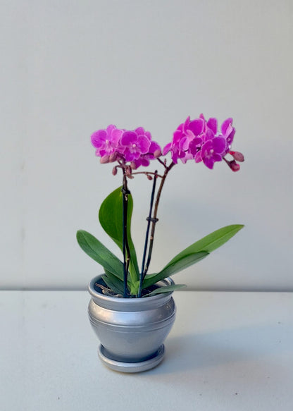 Küp Saksıda Çiftli Fuşya Midi Orkide