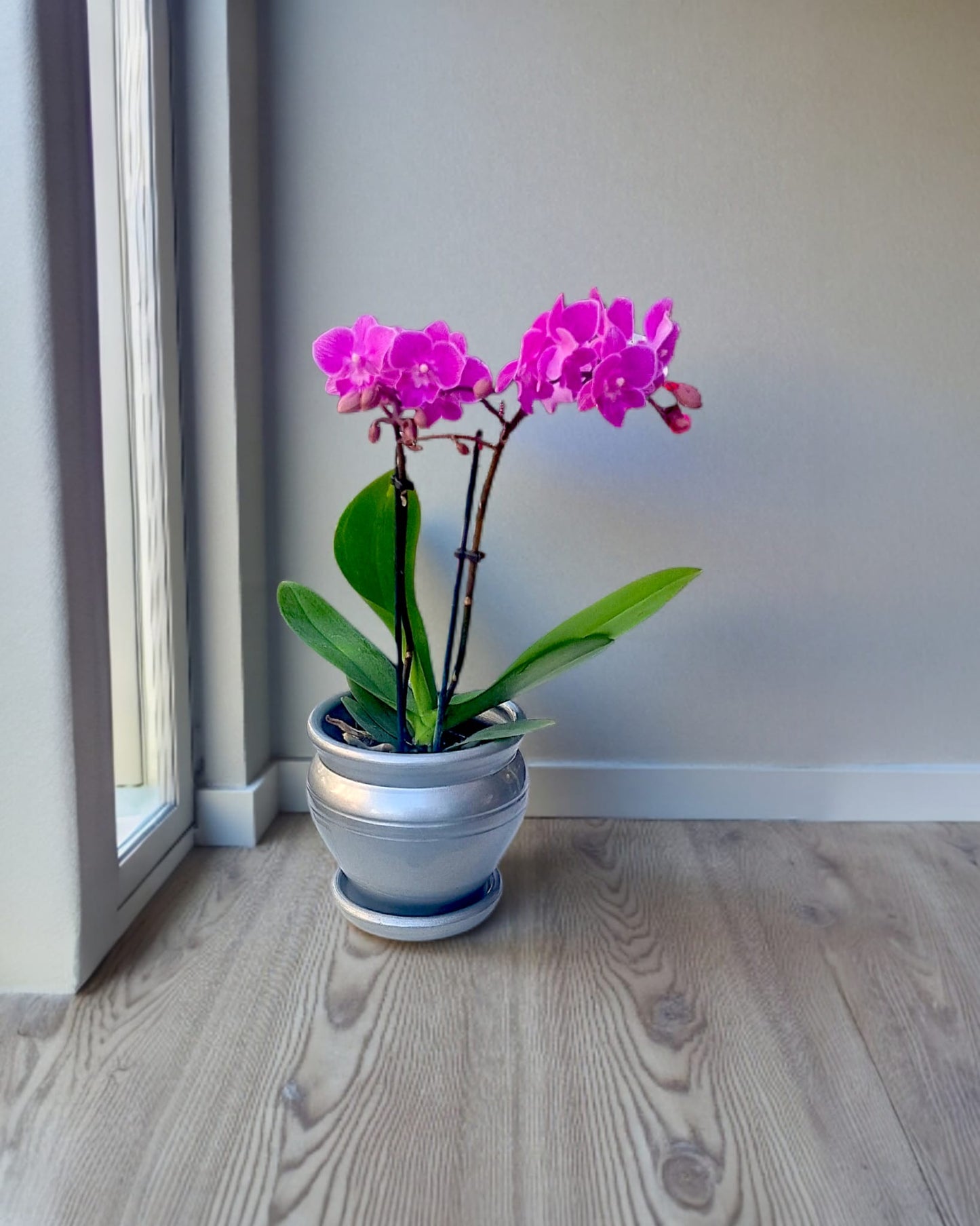 Küp Saksıda Çiftli Fuşya Midi Orkide