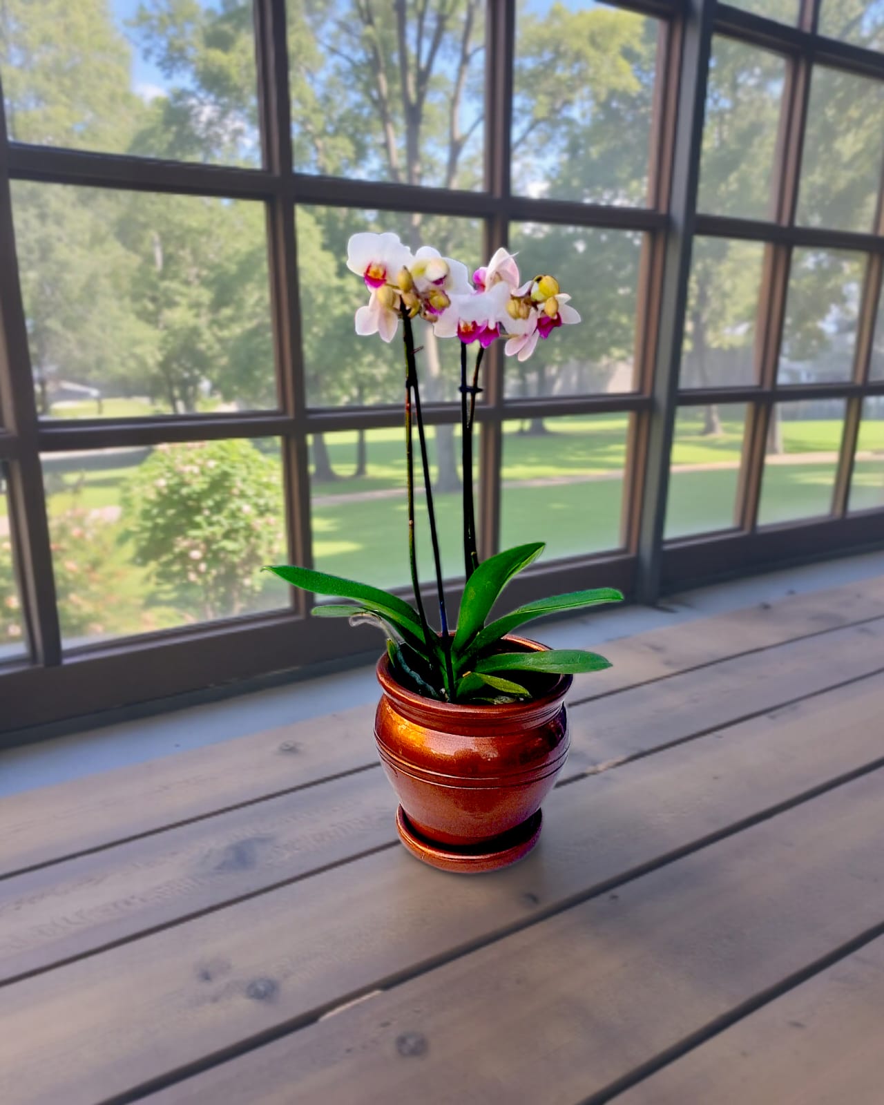 Bakır Küp Saksıda Çift Dallı Midi Orkide